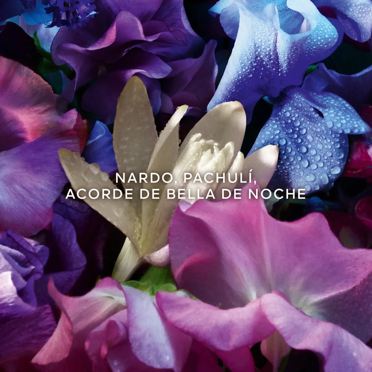 Absolus Allegoria Florabloom Eau de Parfum