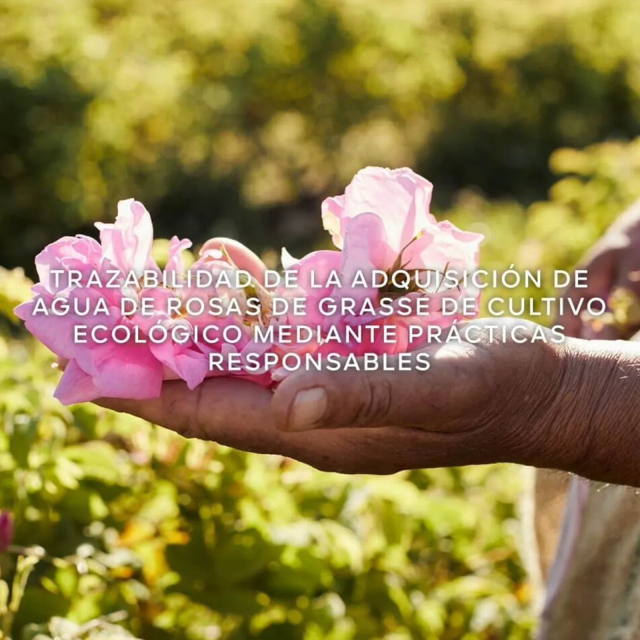 Aqua Allegoria Harvest Rosa Rossa