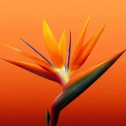 Bali Paradise Eau de Toilette