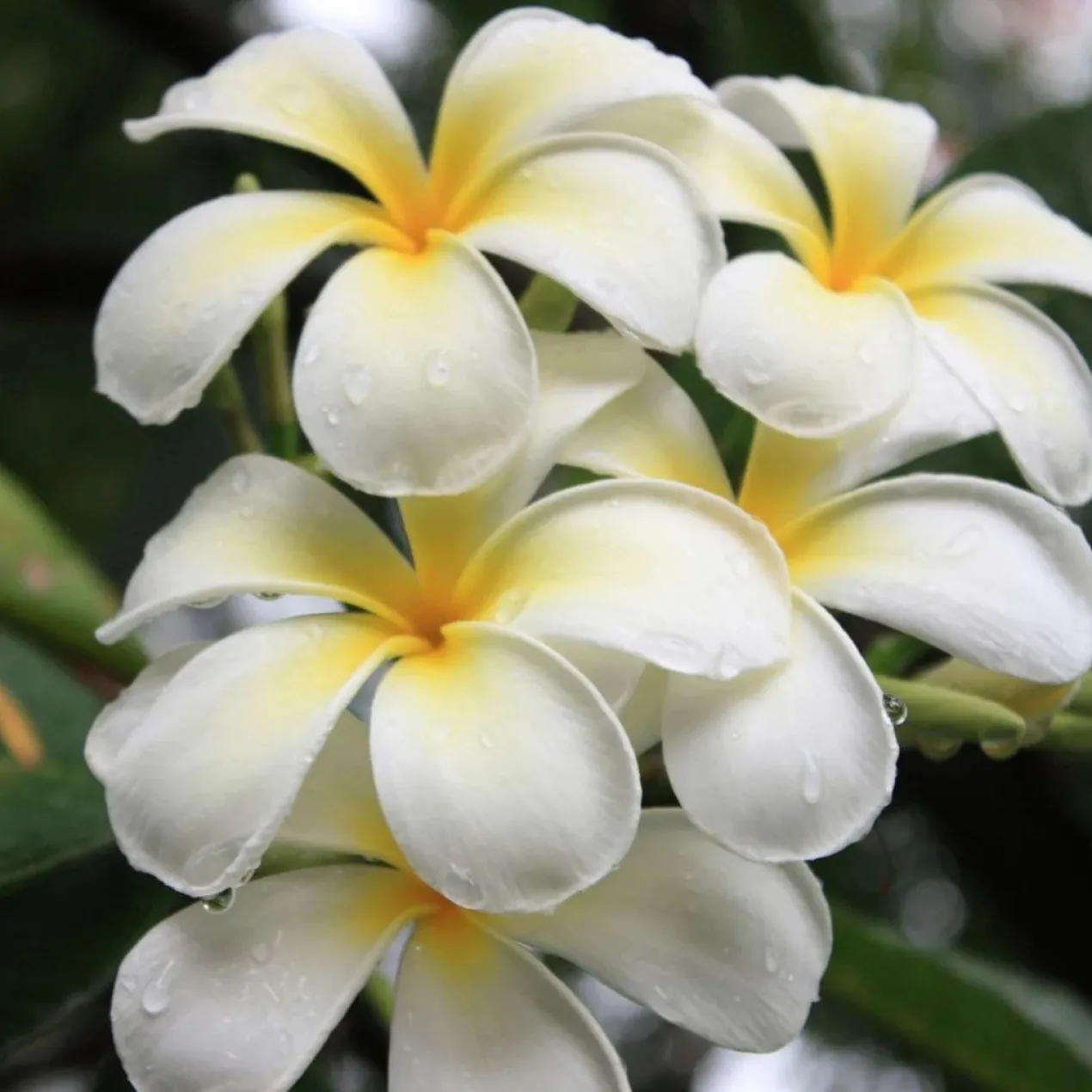 Huile Sèche Brillante Monoï de Tahiti