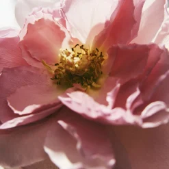 L'Eau de Parfum Intense