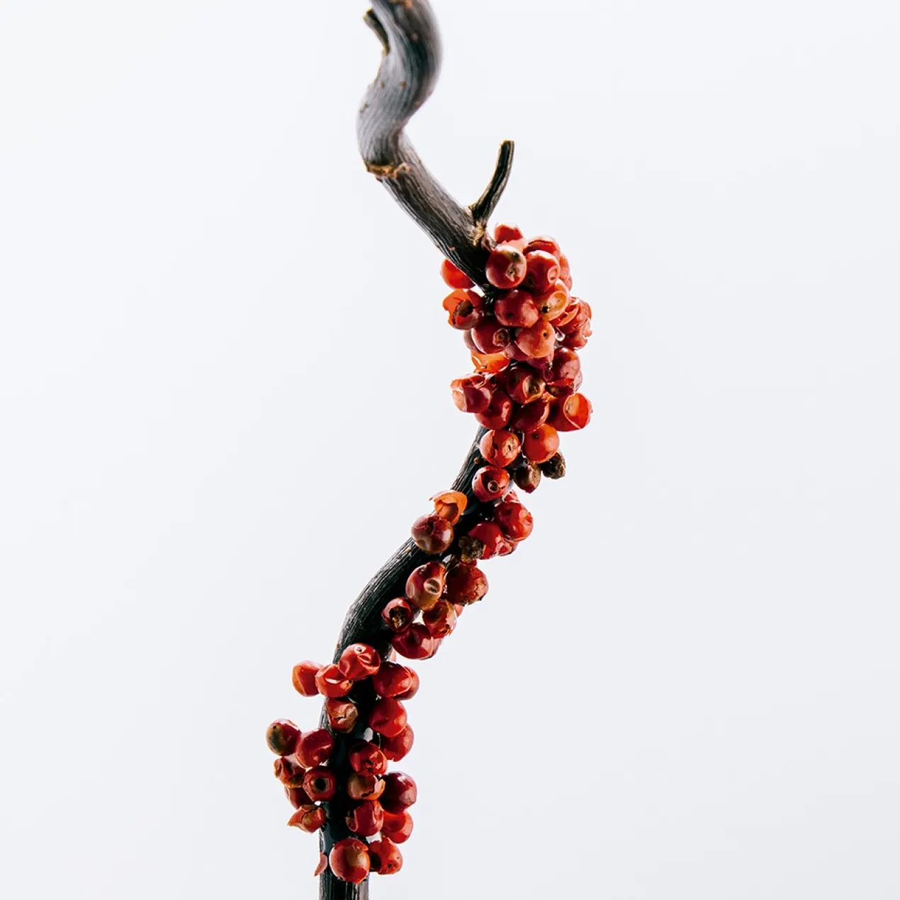 Loewe 7