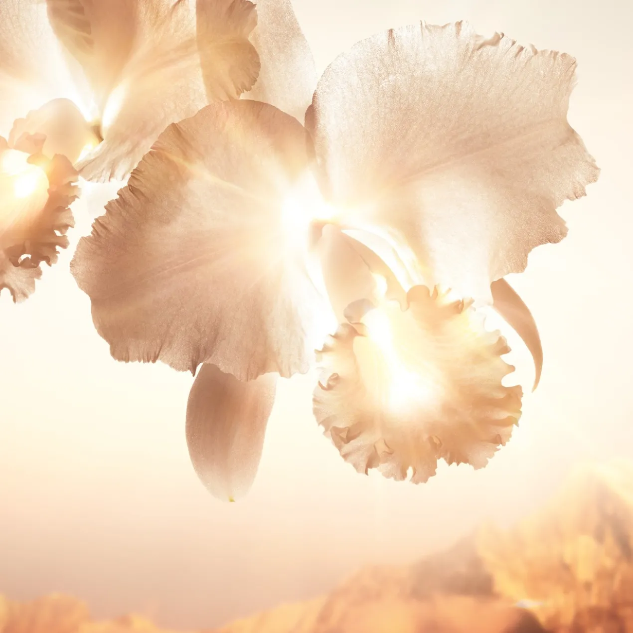 Orchidée Impériale Gold Nobile Sérum