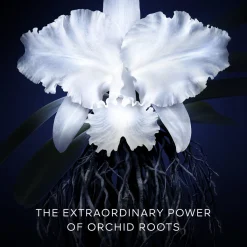 Orchidée Impériale La Crème Légère