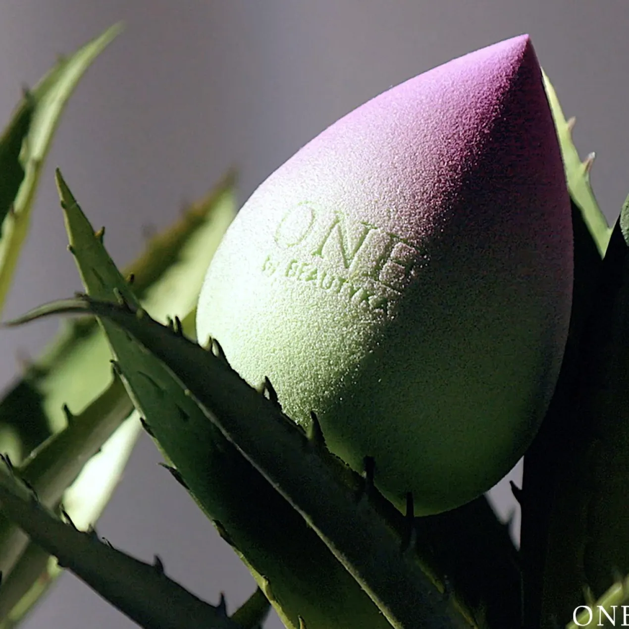 Éponge de maquillage au poudre naturelle d’aloe vera