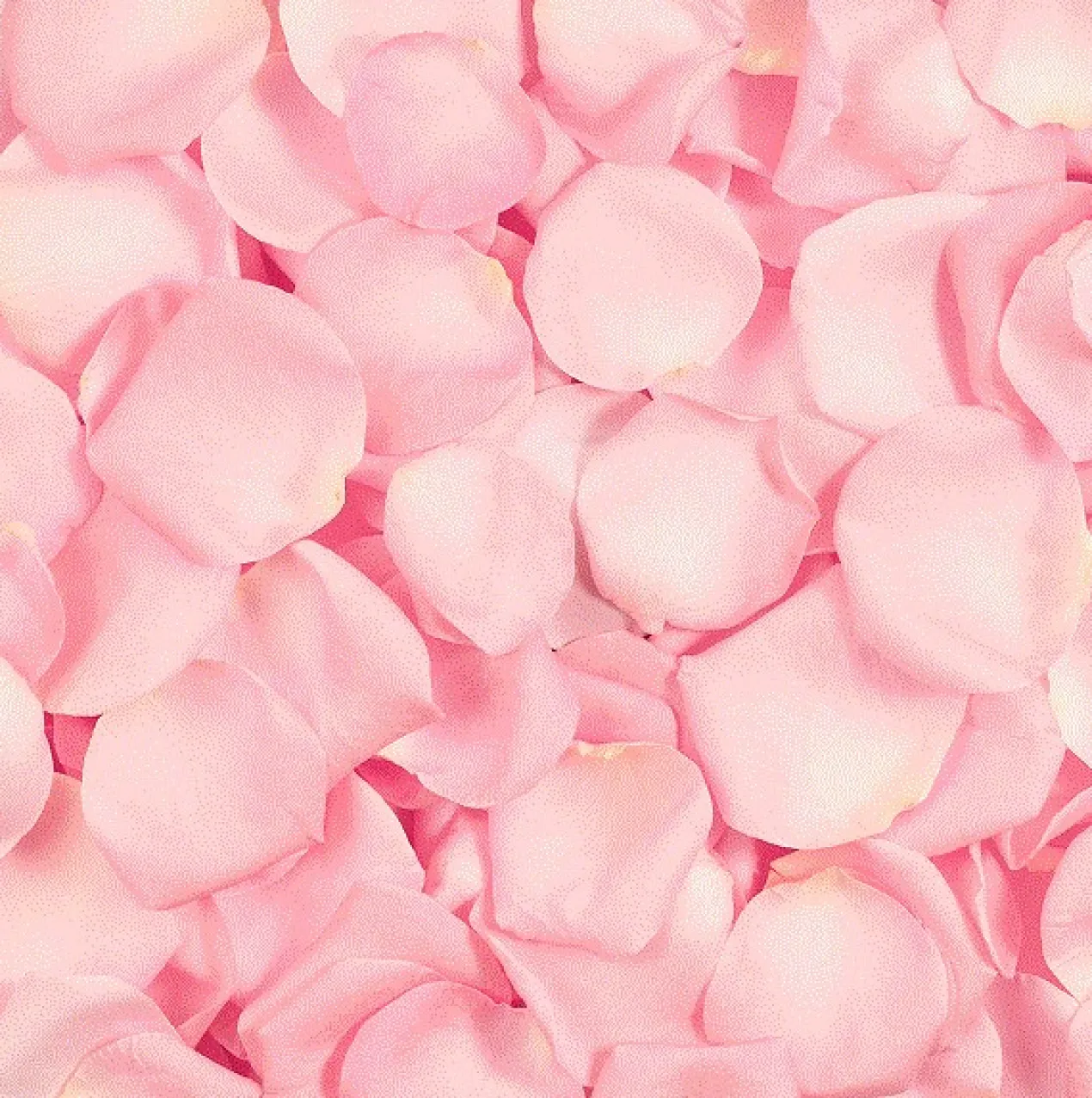 Rose Sugar Scrub Gommage pour le Visage