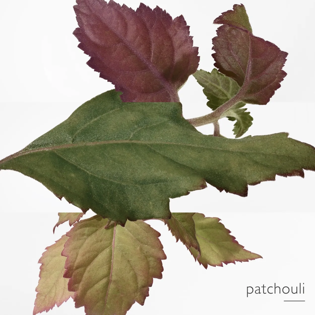 Twilly d’Hermès Eau Poivrée Eau de Parfum